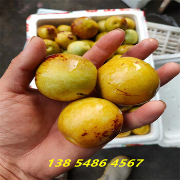 四川泸州4公分枣树苗（果树苗）当年挂果