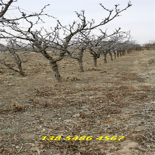 新疆阿克苏5年冬枣树苗当年挂果