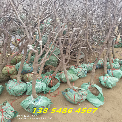 内蒙古巴彦淖尔附近哪里卖的枣树苗便宜
