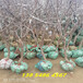 辽宁锦州附近哪里卖的赞皇大枣树苗便宜