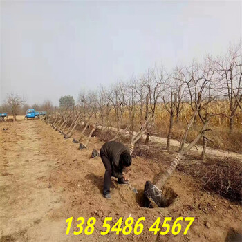 湖北鄂州8公分冬枣树苗主产区价格