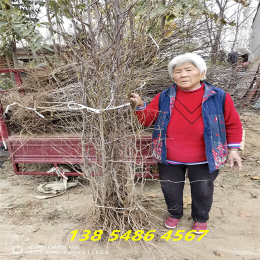 云南迪庆附近哪里卖的冬枣树新品种便宜