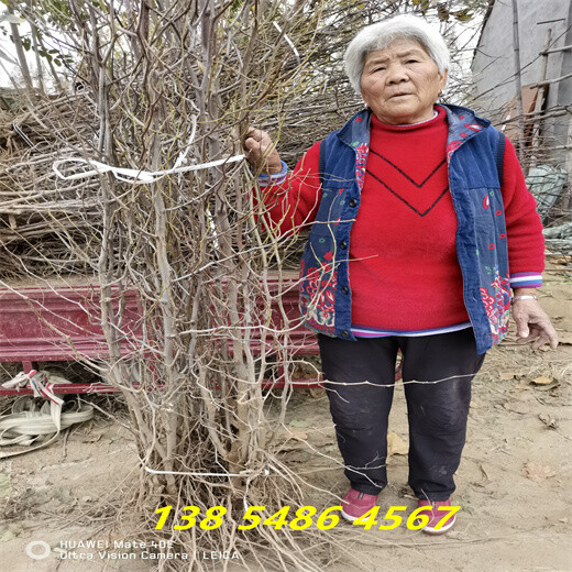 江苏苏州4公分葫芦枣树苗这里卖的价格
