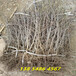 吉林通化6公分葫芦枣树苗几年丰产