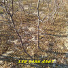 浙江衢州6公分冬棗樹這里賣的多少錢