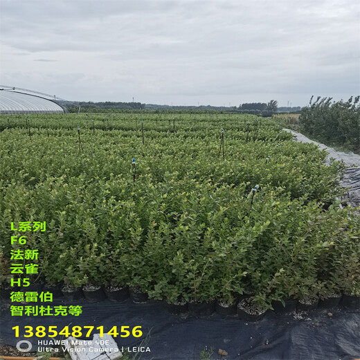 3年智利杜克蓝莓苗亩栽种多少棵