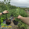 新品种法新蓝莓苗哪里卖，地栽法新蓝莓苗