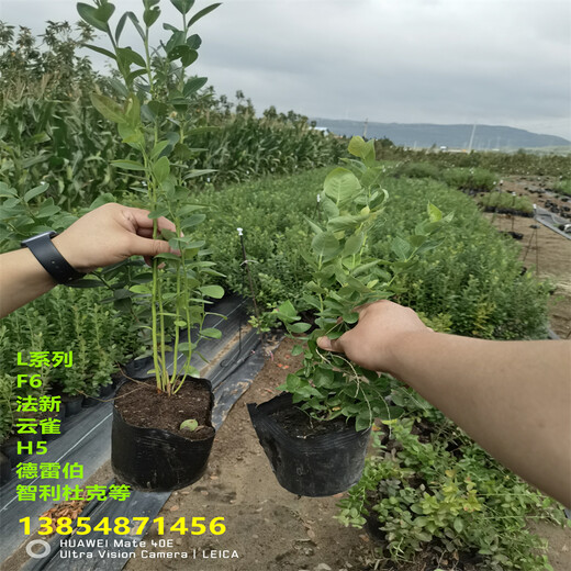 L11蓝莓苗丨地栽L11蓝莓苗适合哪里种植