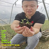 3年智利杜克蓝莓苗种植要求