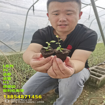 新品种地栽挂果蓝莓苗近期卖多少钱