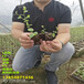 新品种蓝莓苗哪里有卖的，智利杜克蓝莓苗发展前景