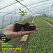 2年地栽F6蓝莓苗值得发展的新品种