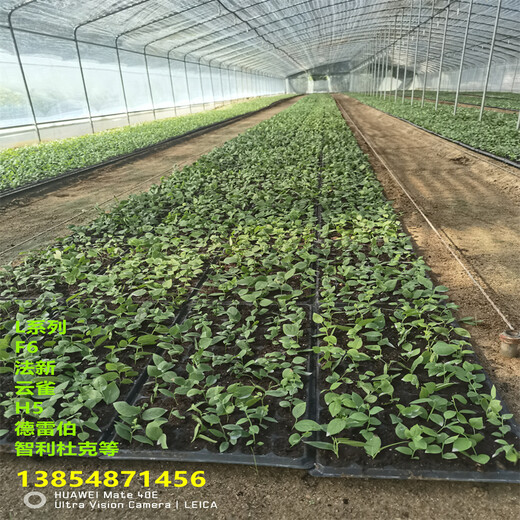 2年南高丛蓝莓苗品种特性