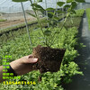 L11藍莓苗丨地栽L11藍莓苗適合什么氣候