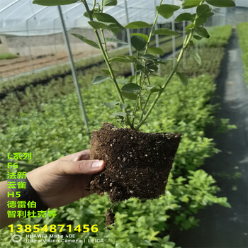 莱宝蓝莓苗丨营养杯莱宝蓝莓苗种植介绍
