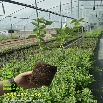 1年L蓝莓苗生长习性