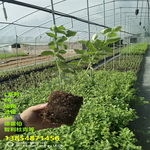 新品种蓝莓苗哪里有卖的，C1蓝莓苗适应能力