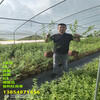 4年春高藍莓苗品種介紹