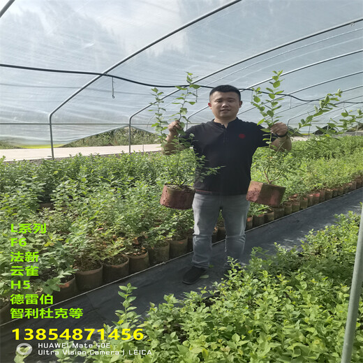 2年薄雾蓝莓苗值得发展的新品种