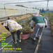 新品种组培智利杜克蓝莓苗多少钱一棵