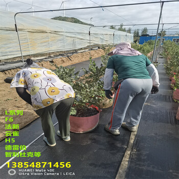 春高蓝莓苗种植要求