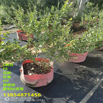 春高蓝莓苗种植要求