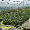 哪里有1年地栽F6藍莓苗高產品種推薦