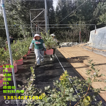 1年智利杜克蓝莓苗亩产多少斤