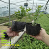 5年云雀藍莓苗適合哪里種植