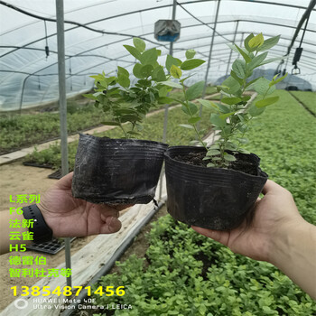 1年挂果蓝莓苗丨挂果蓝莓苗什么时候栽种合适