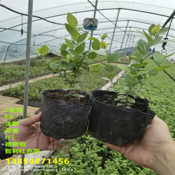 1年挂果蓝莓苗丨挂果蓝莓苗什么时候栽种合适