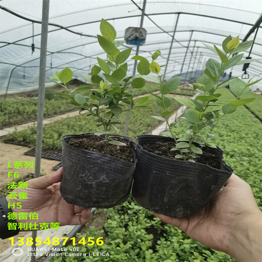 1年薄雾蓝莓苗高产品种推荐