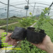 1年地栽F6蓝莓苗值得发展的新品种
