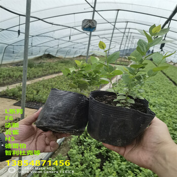 2年F6蓝莓苗适合哪里种植