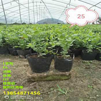 3年L25蓝莓苗栽培技术
