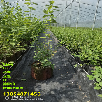5年新高蓝莓苗生长习性