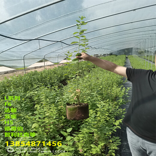 新品种组培春高蓝莓苗主产区价格