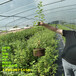 5年绿宝石蓝莓苗丨绿宝石蓝莓苗品种介绍