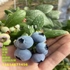 藍莓苗丨地栽藍莓苗適合哪里種植