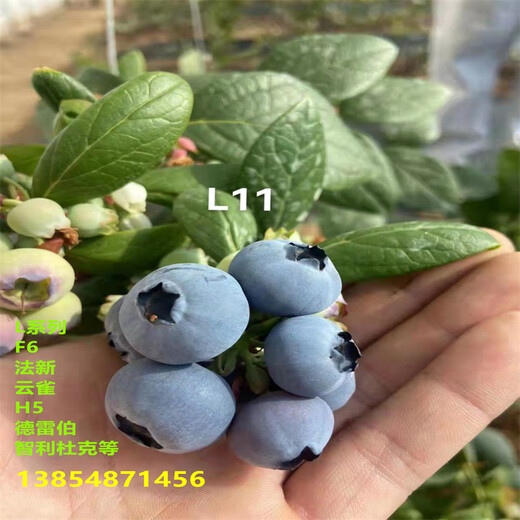 大蓝莓苗丨大杯大蓝莓苗值得发展的新品种
