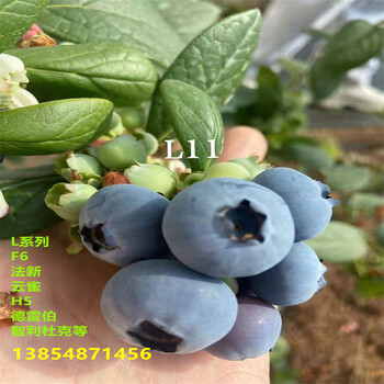 新品种地栽早熟蓝莓苗育苗基地售价