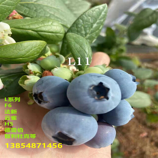 智利杜克蓝莓苗丨地栽智利杜克蓝莓苗这里有育苗基地