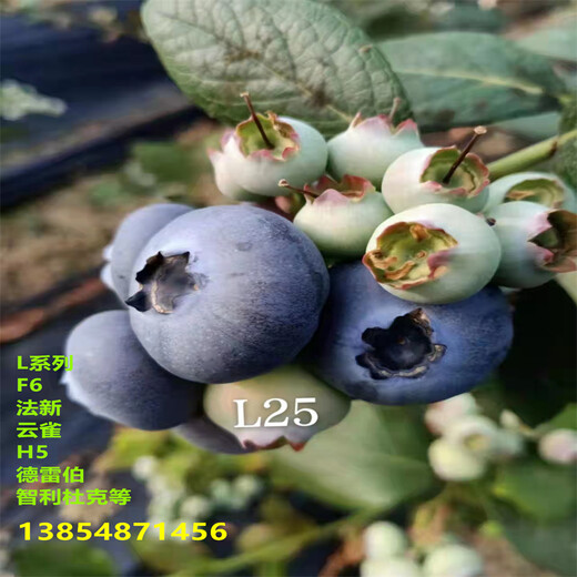 1年L11蓝莓苗介绍