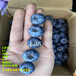 哪里有4年地栽L25蓝莓苗高产品种推荐
