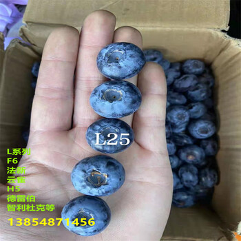 绿宝石蓝莓苗丨营养杯绿宝石蓝莓苗种植要求