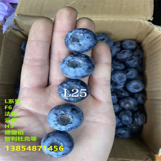 新品种蓝莓苗哪里有卖的，北高丛蓝莓苗几年丰产
