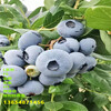 哪里有1年地栽早熟藍莓苗種植介紹