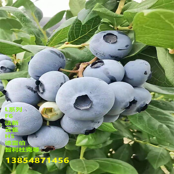蓝丰蓝莓苗丨地栽蓝丰蓝莓苗高产品种推荐