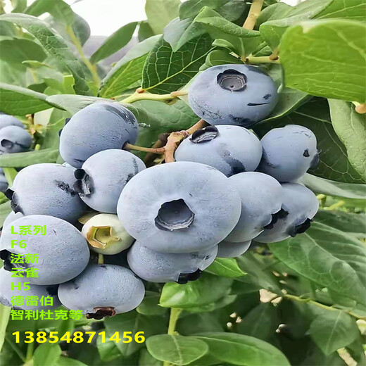 2年北高丛蓝莓苗生长习性