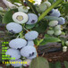 1年南高丛蓝莓苗亩产多少斤